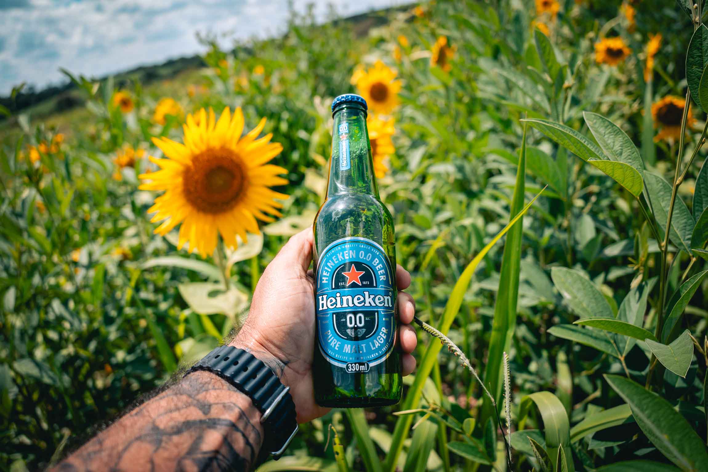 Heineken no campo de Girassol